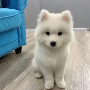 1号产品